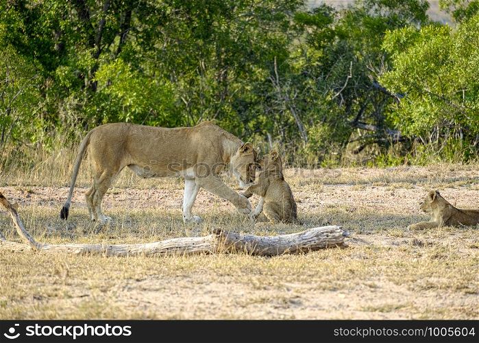 African lioness greeting a young cub in the wild