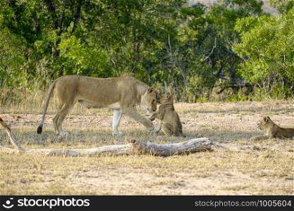 African lioness greeting a young cub in the wild