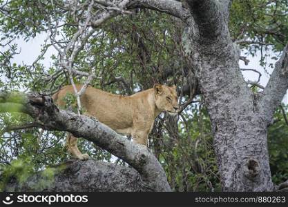 African lioness in a tree in Kruger National park, South Africa ; Specie Panthera leo family of Felidae. African lion in Kruger National park, South Africa
