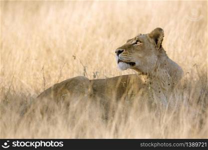African lioness looking the sky in Kruger National park, South Africa ; Specie Panthera leo family of Felidae. African lion in Kruger National park, South Africa