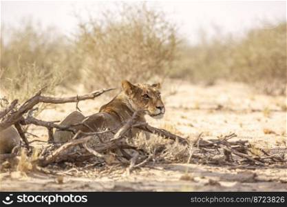 African lioness lying down rear view in Kgalagadi transfrontier park, South Africa  Specie panthera leo family of felidae. African lion in Kgalagadi transfrontier park, South Africa