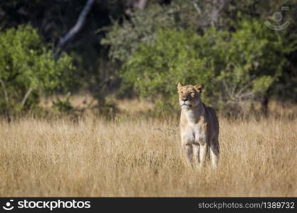 African lioness on hunting mode in savannah in Kruger National park, South Africa ; Specie Panthera leo family of Felidae. African lion in Kruger National park, South Africa