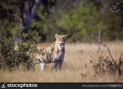 African lioness on hunting mode in savannah in Kruger National park, South Africa ; Specie Panthera leo family of Felidae. African lion in Kruger National park, South Africa