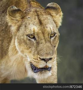 African lioness portrait in Kruger National park, South Africa ; Specie Panthera leo family of Felidae. African lion in Kruger National park, South Africa