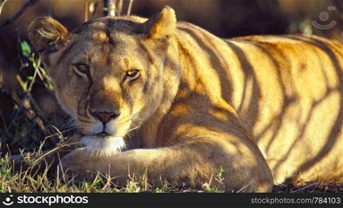African Lioness resting in shadow, relaxed, portrait closeup