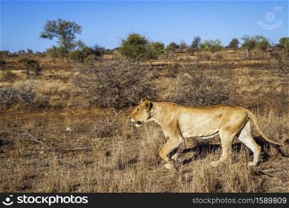 African lioness stalking in the bush in Kruger National park, South Africa ; Specie Panthera leo family of Felidae. African lion in Kruger National park, South Africa