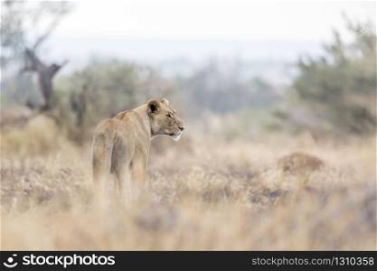 African lioness standing in savannah in Kruger National park, South Africa ; Specie Panthera leo family of Felidae. African lion in Kruger National park, South Africa