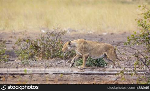 African lioness walking along waterhole after drinking in Kruger National park, South Africa ; Specie Panthera leo family of Felidae. African lion in Kruger National park, South Africa
