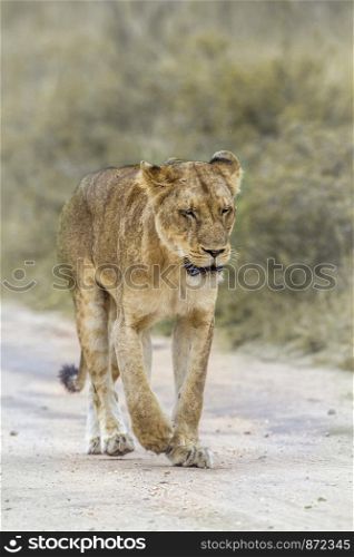 African lioness walking on dirt road in Kruger National park, South Africa ; Specie Panthera leo family of Felidae. African lion in Kruger National park, South Africa