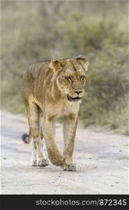 African lioness walking on dirt road in Kruger National park, South Africa ; Specie Panthera leo family of Felidae. African lion in Kruger National park, South Africa