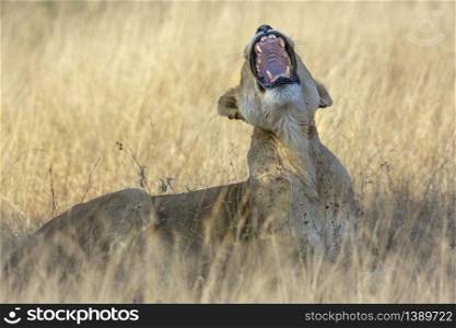 African lioness yawning in Kruger National park, South Africa ; Specie Panthera leo family of Felidae. African lion in Kruger National park, South Africa