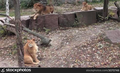 African lions family (pregnant female, male and young animal) resting in autumn zoo aviary