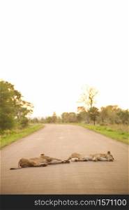 African Lions lying in a road on Safari in a South African Game Reserve