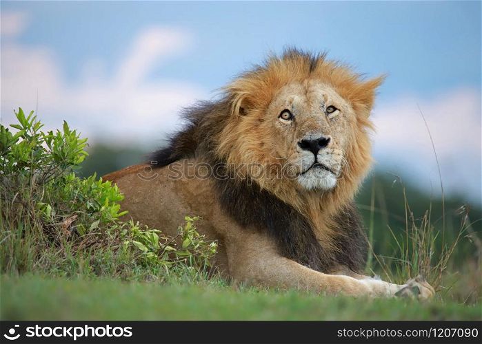 African male lion, front portrait, Panthera leo, Maasai Mara National Reserve, Kenya. African male lion front portrait, Panthera leo, Maasai Mara National Reserve, Kenya