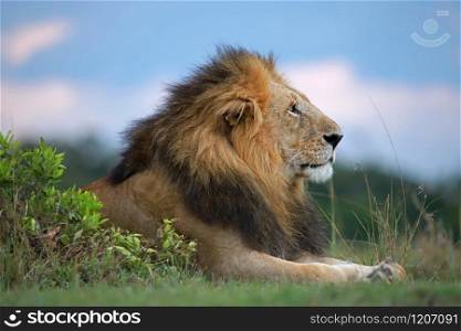African male lion side portrait, Panthera leo, Maasai Mara National Reserve, Kenya