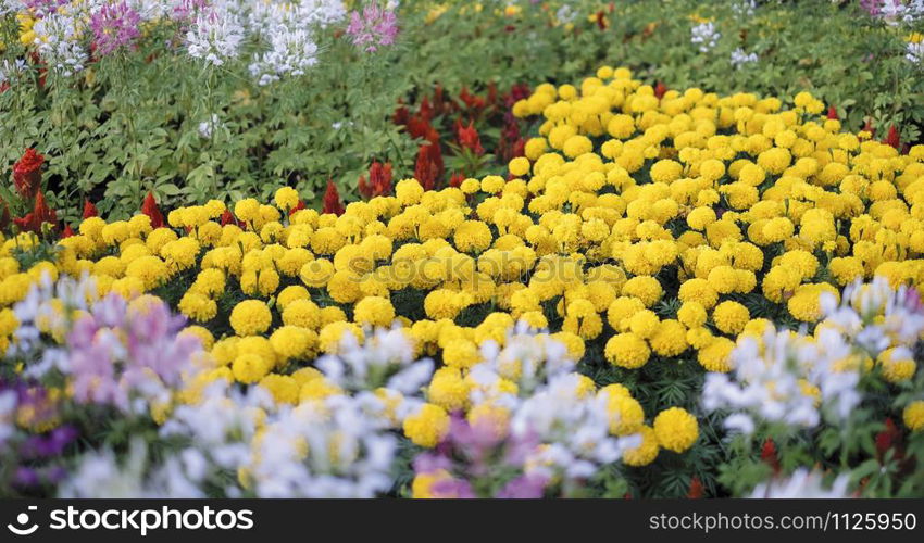 African marigold flowers in the garden