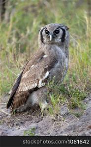 African Marsh Owl (Asio capensis) in the Savuti region of northern Botswana, Africa.