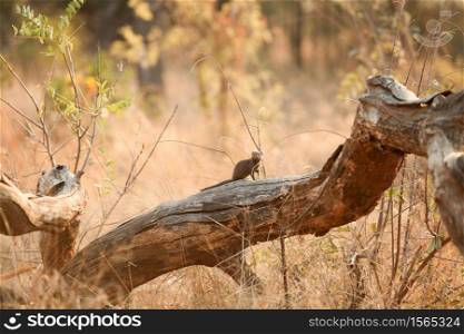 African Mongoose on a tree stump in a South African game reserve