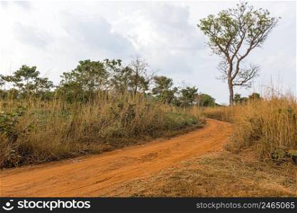 african nature scenery with pathway vegetation