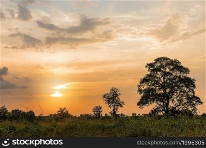 african nature scenery with sunset sky trees