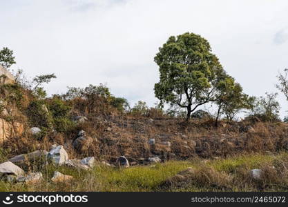 african nature scenery with vegetation 2