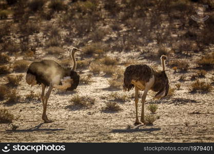 African Ostrich couple grooming and spreading wings n Kgalagadi transfrontier park, South Africa ; Specie Struthio camelus family of Struthionidae. African Ostrich in Kgalagadi transfrontier park, South Africa