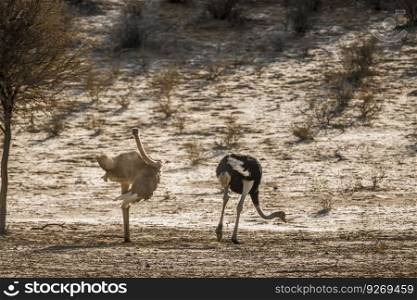 African Ostrich couple in dry land habitat in Kgalagadi transfrontier park, South Africa   Specie Struthio camelus family of Struthionidae. African Ostrich in Kgalagadi transfrontier park, South Africa