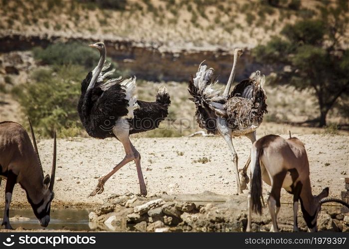 African Ostrich couple parade in waterhole in Kgalagadi transfrontier park, South Africa ; Specie Struthio camelus family of Struthionidae. African Ostrich in Kgalagadi transfrontier park, South Africa