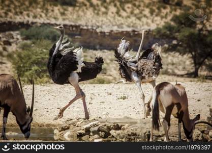 African Ostrich couple parade in waterhole in Kgalagadi transfrontier park, South Africa ; Specie Struthio camelus family of Struthionidae. African Ostrich in Kgalagadi transfrontier park, South Africa