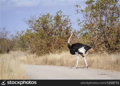 African Ostrich in Kruger National park, South Africa ; Specie Struthio camelus family of Struthionidae. African Ostrich in Kruger National park, South Africa