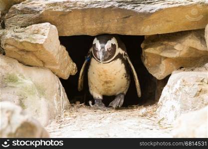 African penguin in it's nest in a zoo