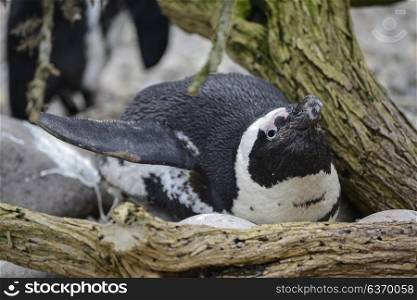 African Penguin Spheniscus Demersus bird in natural habitat