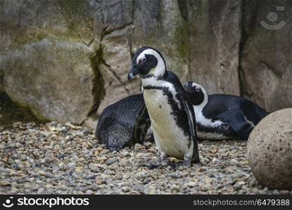 African Penguin Spheniscus Demersus bird in natural habitat land. African Penguin Spheniscus Demersus bird in natural habitat