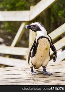 African Penguin (spheniscus demersus) on the boardwalk at Boulders Beach in South Africa