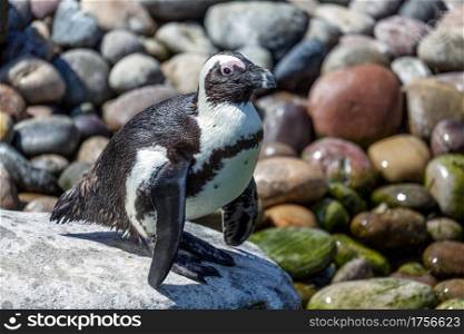 African Penguin (Spheniscus demersus) standing on a rock