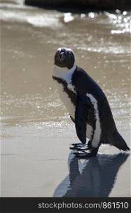 African Penguin stands with tails on the sandy beach of South Africa
