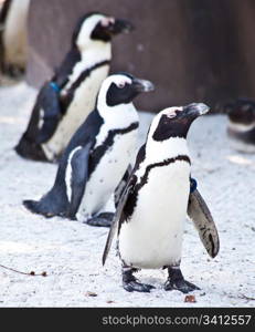 African Penguins are about 68cm in length, and weigh between 2.1 and 3.7kg. Spheniscus is a diminutive of the Greek word spen, meaning a wedge, which refers to their streamlined swimming shape, while demersus is a Latin word meaning plunging.