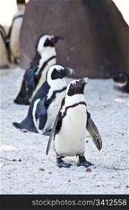 African Penguins are about 68cm in length, and weigh between 2.1 and 3.7kg. Spheniscus is a diminutive of the Greek word spen, meaning a wedge, which refers to their streamlined swimming shape, while demersus is a Latin word meaning plunging.