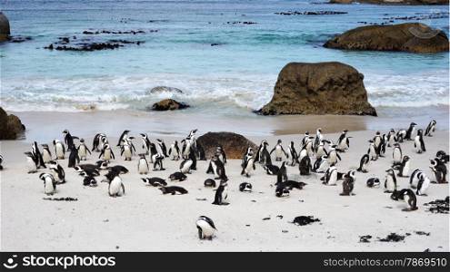 African Penguins on Boulders Beach