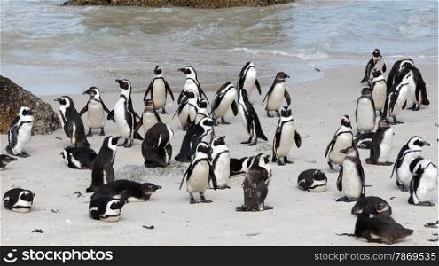 African Penguins on Boulders Beach, Cape Town, South Africa