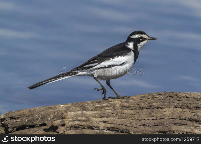 African Pied Wagtail in Kruger National park, South Africa ; Specie Motacilla aguimp family of Motacillidae. African Pied Wagtail in Kruger National park, South Africa