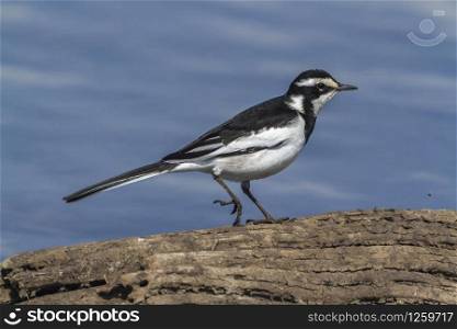 African Pied Wagtail in Kruger National park, South Africa ; Specie Motacilla aguimp family of Motacillidae. African Pied Wagtail in Kruger National park, South Africa