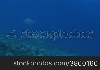 African Pompano, Alectis ciliaris, Fische schwimmen im Meer