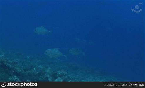 African Pompano, Alectis ciliaris, Fische schwimmen im Meer