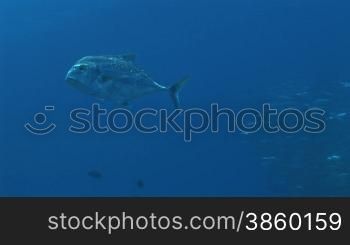 African Pompano, Alectis ciliaris, Fische schwimmen, umgeben von Fischschwarm, im Meer