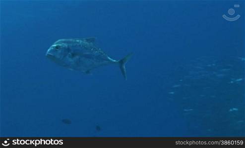 African Pompano, Alectis ciliaris, Fische schwimmen, umgeben von Fischschwarm, im Meer