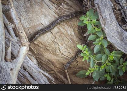 African rock python in Kruger National park, South Africa ; Specie Python sebae family of Pythonidae. African rock python in Kruger National park, South Africa