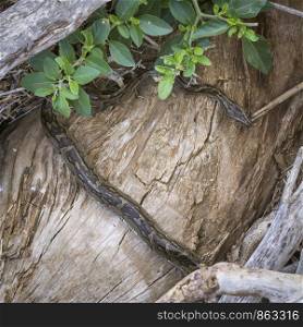 African rock python in Kruger National park, South Africa ; Specie Python sebae family of Pythonidae. African rock python in Kruger National park, South Africa