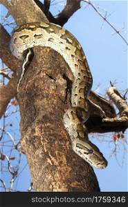 African Rock Python, Python natalensis, Chobe National Park, Botswana, Africa