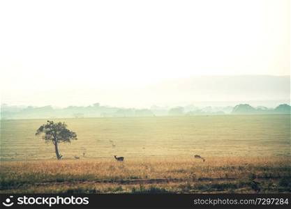 african safari background. Masai Mara national park landscapes, Kenya. Alone tree in african savannah and many animals distant view.